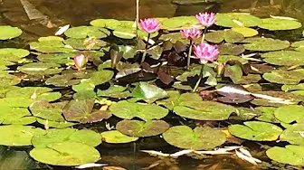 Lotus Bloom