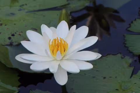 Theosophy Timeless
