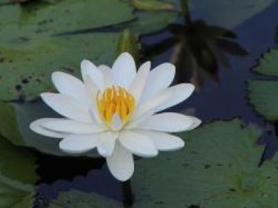 The Value of Devotion