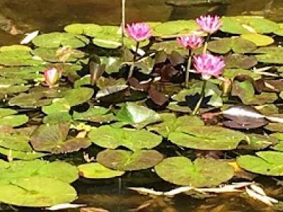 Lotus Bloom