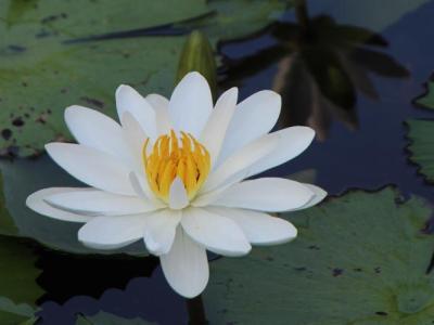 Theosophy Timeless